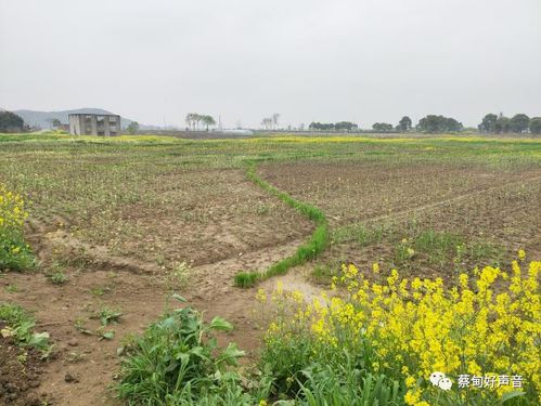 蔡甸街推进乡村振兴,绘就美丽乡村画卷