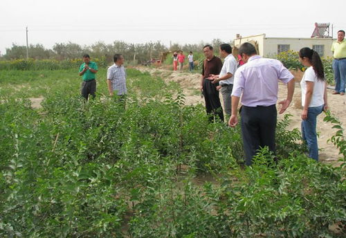 自治区农业综合开发办检查验收若羌县农业综合开发项目